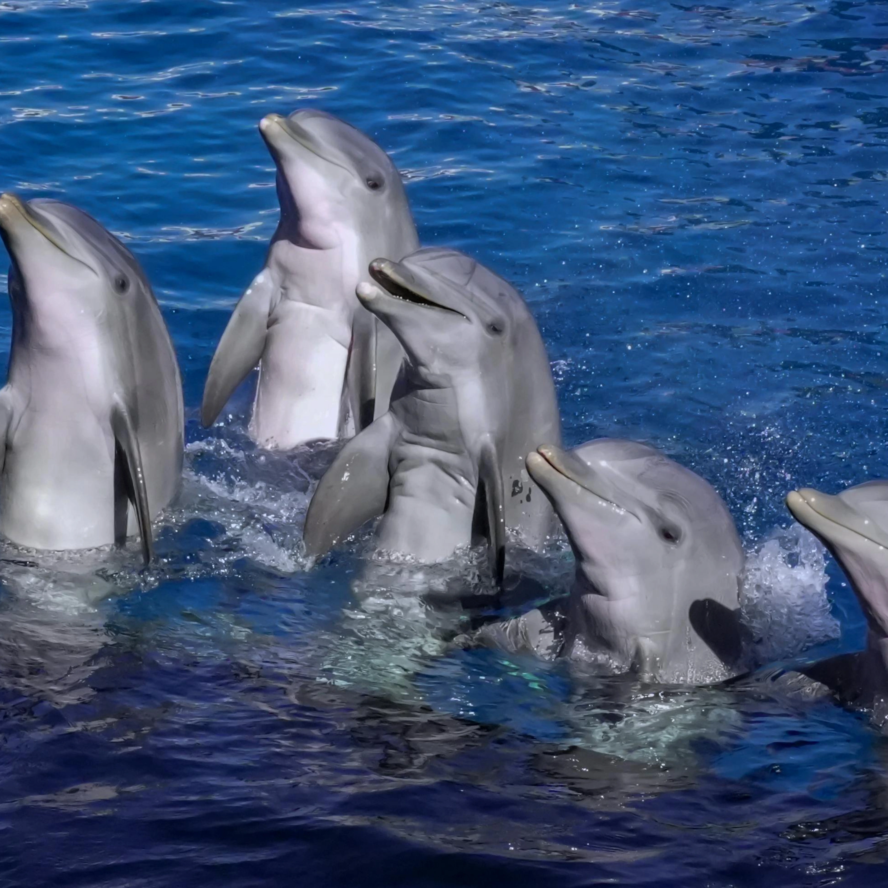 Bharat Boating safety jackets for tourists